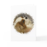 Cavalier King Charles Spaniel Greeting Card