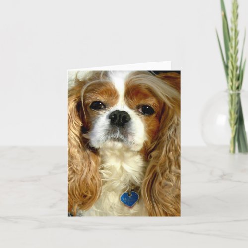 Cavalier King Charles Spaniel  Greeting card