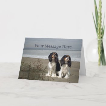 Cavalier King Charles Spaniel Greeting Card by normagolden at Zazzle