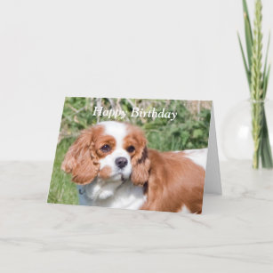 Cavalier King Charles Spaniel Birthday Cards Zazzle