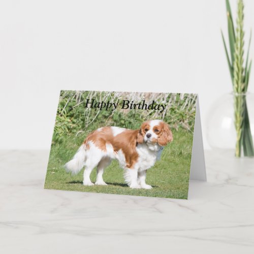 Cavalier King Charles Spaniel  happy birthday card