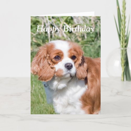 Cavalier King Charles Spaniel  happy birthday card