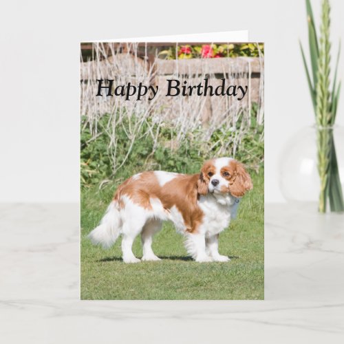 Cavalier King Charles Spaniel  happy birthday card