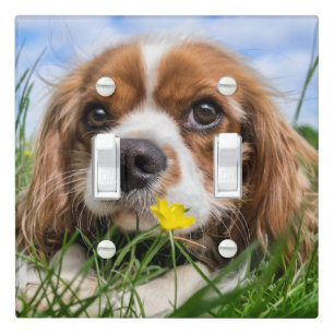 Cavalier king charles spaniel light switch cover