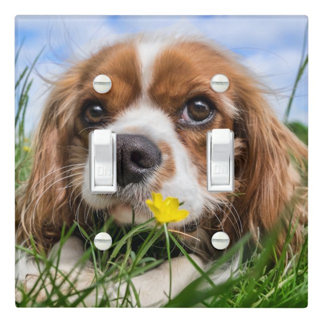 Cavalier king charles spaniel light switch cover (In Situ)