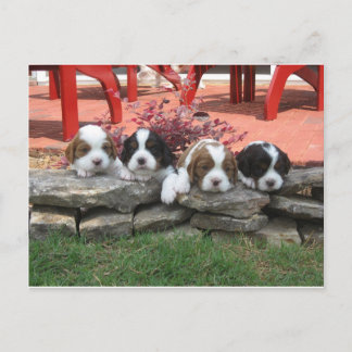 Cavalier King Charles Spaniel Litter Postcard