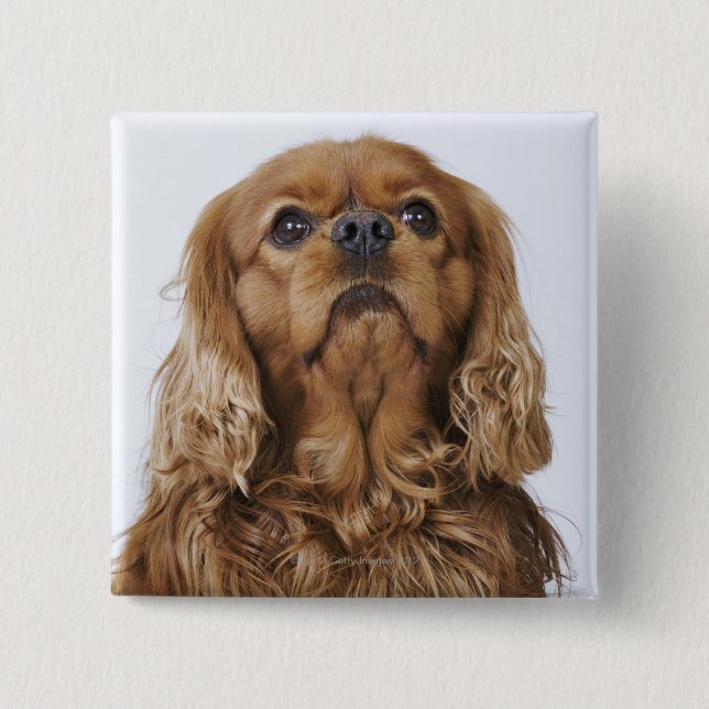 Cavalier King Charles Spaniel looking up Pinback Button (Front)