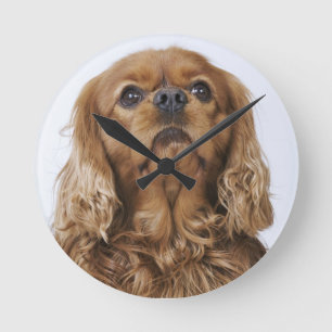 Cavalier King Charles Spaniel looking up Round Clock