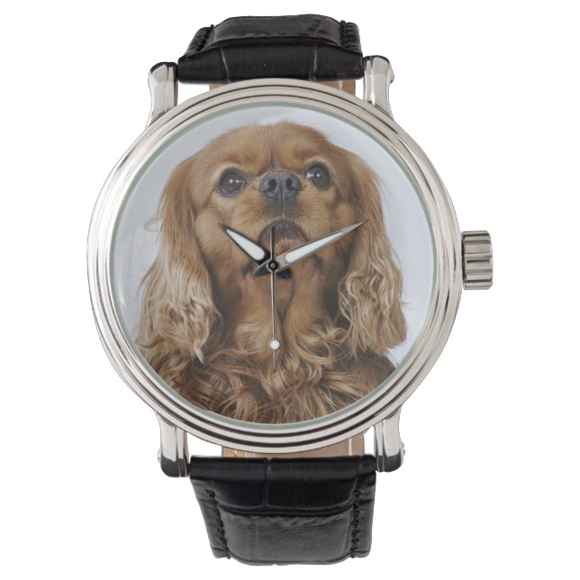 Cavalier King Charles Spaniel looking up Watch (Front)