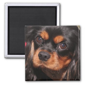 Cavalier King Charles Spaniel Magnet by JLBIMAGES at Zazzle