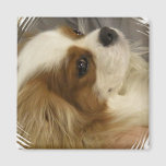 Cavalier King Charles Spaniel Magnet