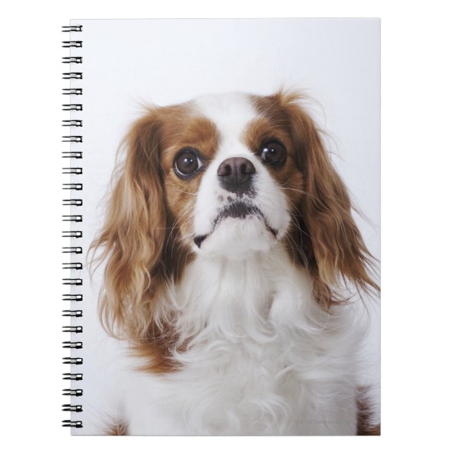 Cavalier King Charles Spaniel Notebook (Front)