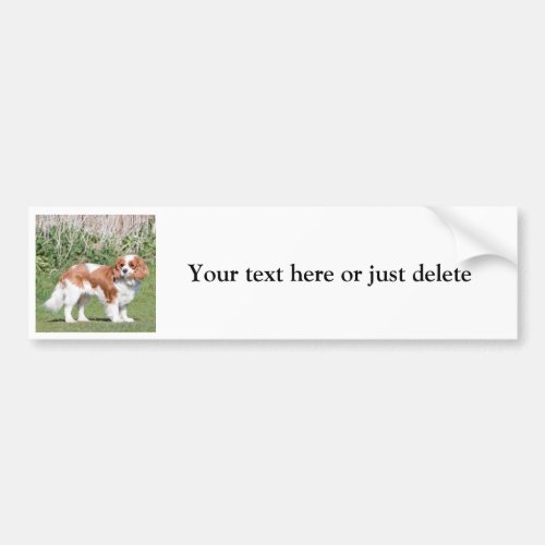 Cavalier King Charles Spaniel on board sticker