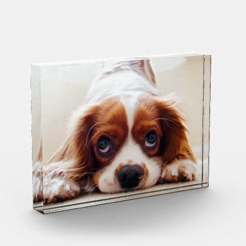 Cavalier King Charles Spaniel Photo Block