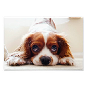 Cavalier King Charles Spaniel Photo Print