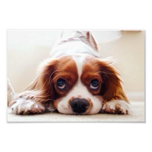 Cavalier King Charles Spaniel Photo Print