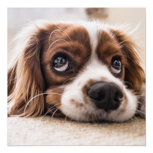 Cavalier king charles spaniel photo print