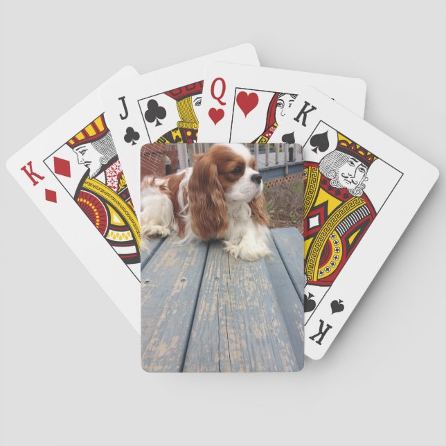 Cavalier King Charles Spaniel Poker Cards (Back)