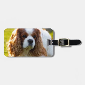 Cavalier King Charles Spaniel Portrait Luggage Tag by leanajalukse at Zazzle