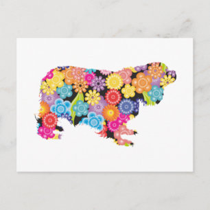 Cavalier King Charles Spaniel Postcard
