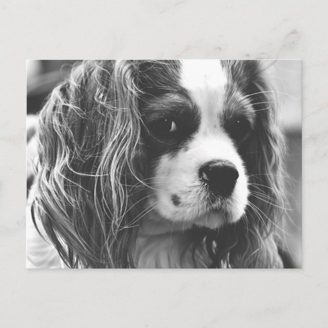 Cavalier King Charles Spaniel Postcard (Front)