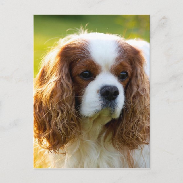 Cavalier King Charles Spaniel Postcard (Front)