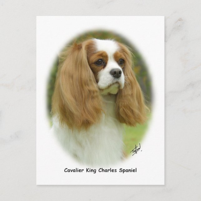 Cavalier King Charles Spaniel Postcard (Front)