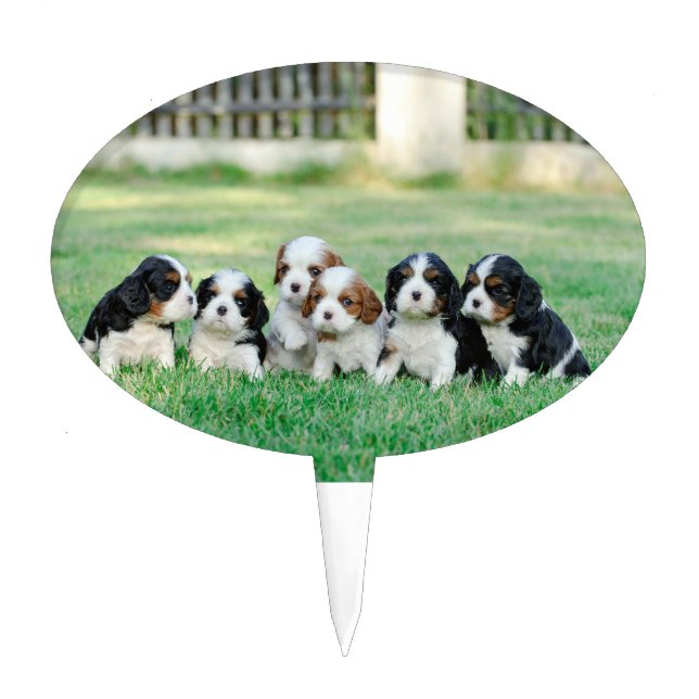 Cavalier King Charles Spaniel puppies Cake Topper (Front)