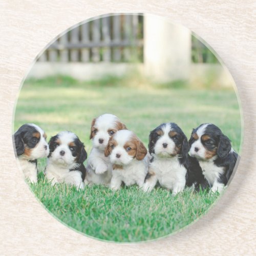 Cavalier King Charles Spaniel puppies Coaster