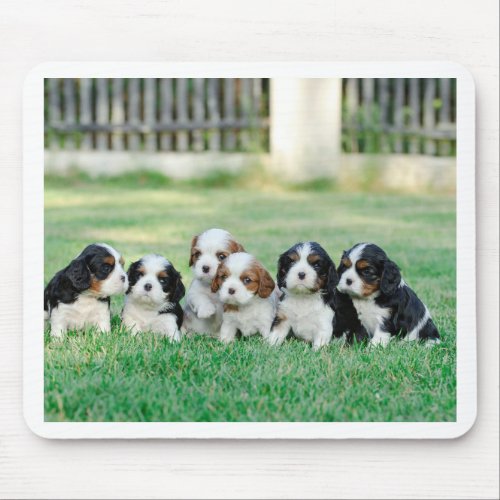 Cavalier King Charles Spaniel puppies Mouse Pad