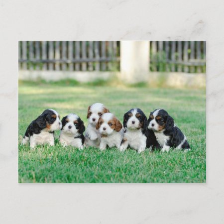 Cavalier King Charles Spaniel Puppies Postcard
