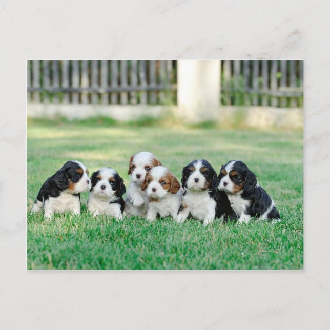 Cavalier King Charles Spaniel puppies Postcard (Front)