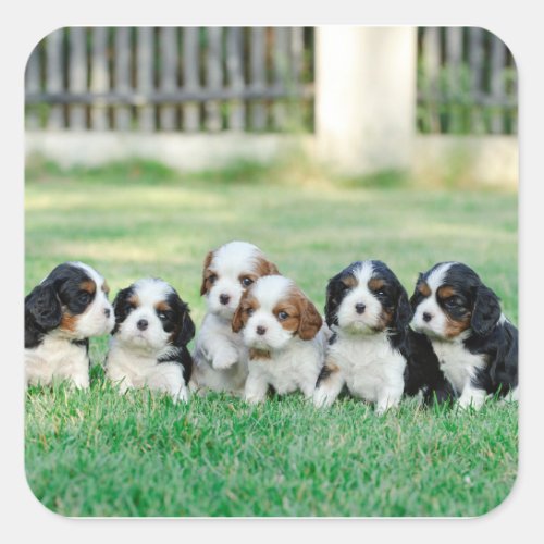 Cavalier King Charles Spaniel puppies Square Sticker
