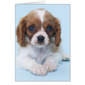 Cavalier King Charles Spaniel Puppy (Front)