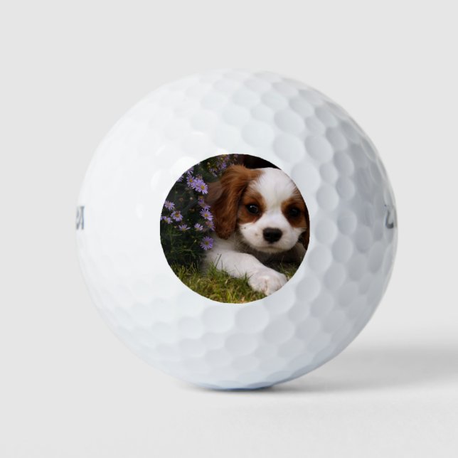 Cavalier King Charles Spaniel Puppy behind flowers Golf Balls (Front)
