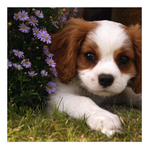 Cavalier King Charles Spaniel Puppy behind flowers Photo Print