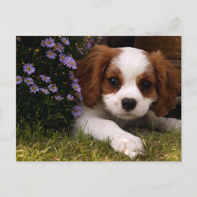 Cavalier King Charles Spaniel Puppy behind flowers Postcard (Front)