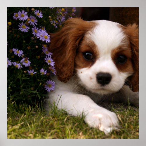 Cavalier King Charles Spaniel Puppy behind flowers Poster