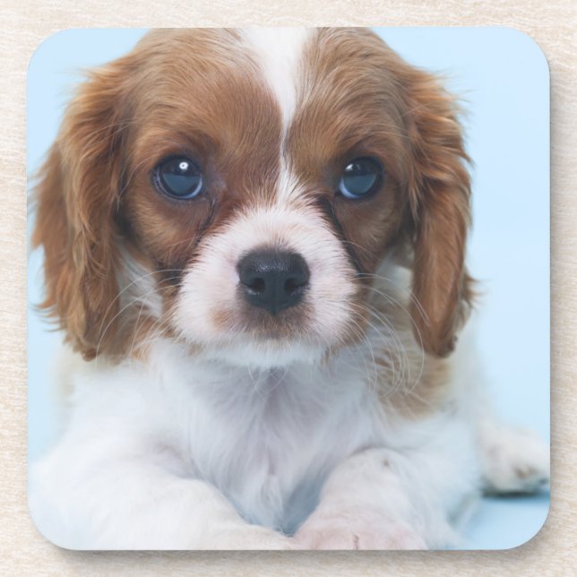 Cavalier King Charles Spaniel Puppy Beverage Coaster (Front)