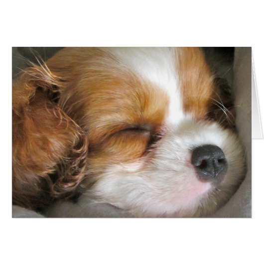 Cavalier King Charles Spaniel Puppy Card (Front Horizontal)