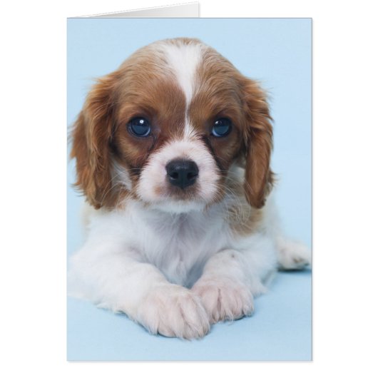 Cavalier King Charles Spaniel Puppy Cards (Front)