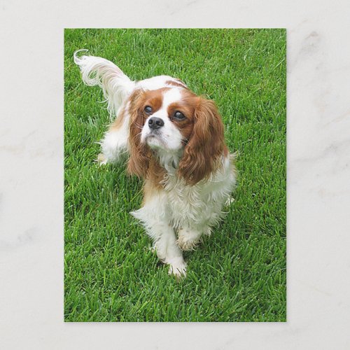 Cavalier King Charles Spaniel Puppy Dog Post Card