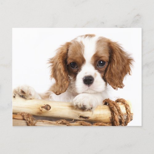 Cavalier King Charles Spaniel Puppy Dog Postcard
