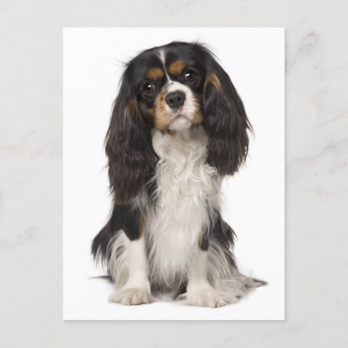 Cavalier King Charles Spaniel Puppy Dog Postcard
