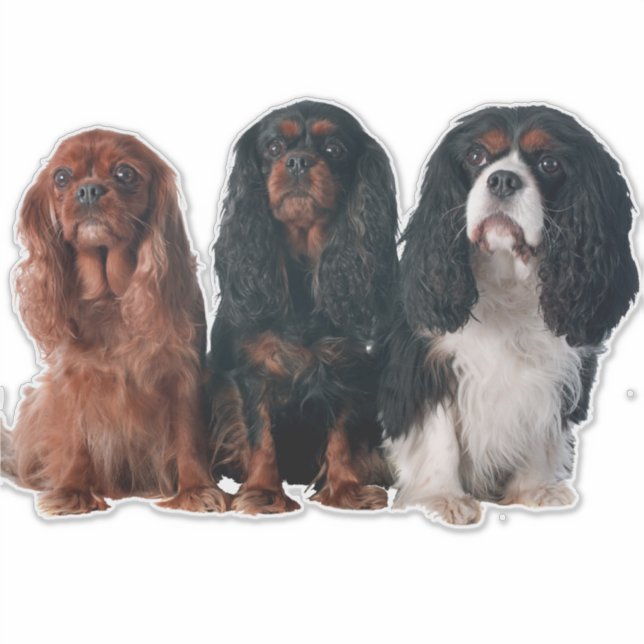 Cavalier King Charles Spaniel Puppy Dog Sticker (Front)