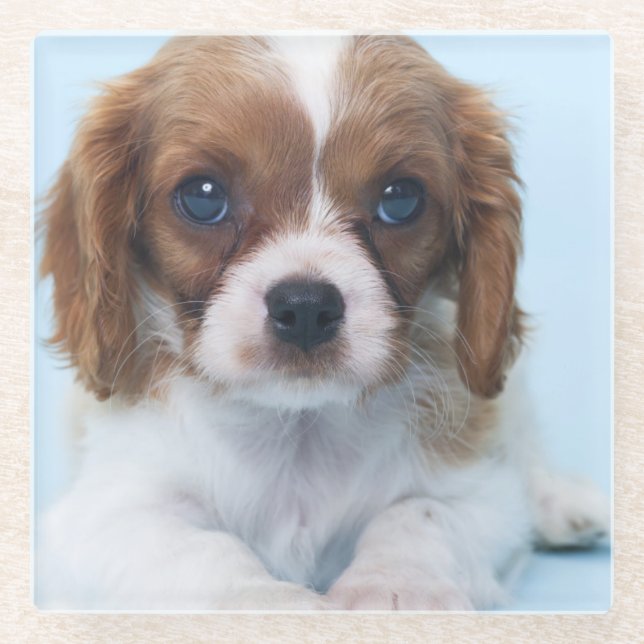 Cavalier King Charles Spaniel Puppy Glass Coaster (Front)