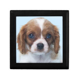 Cavalier King Charles Spaniel Puppy Keepsake Box