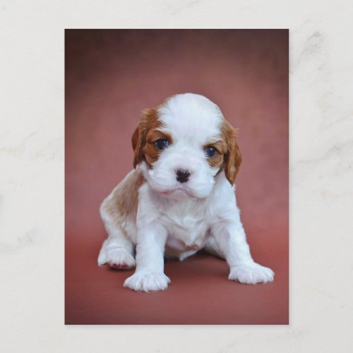 Cavalier King Charles Spaniel puppy Postcard