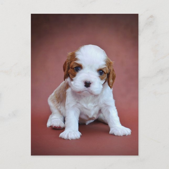 Cavalier King Charles Spaniel puppy Postcard (Front)