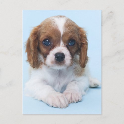 Cavalier King Charles Spaniel Puppy Postcard